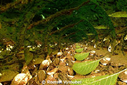 Autumn Variations by Roman Vyroubal 